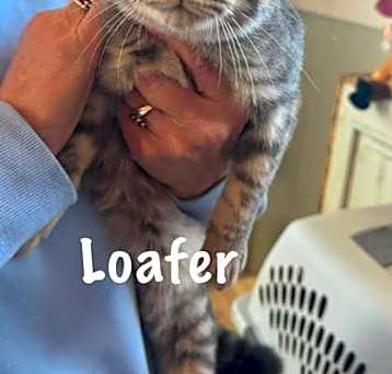 Photo of Loafer