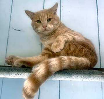 Photo of Cheddar
