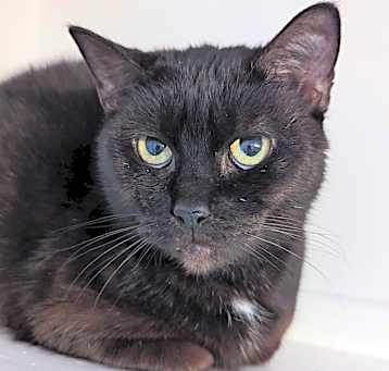 Photo of Onyx