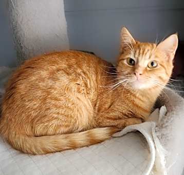 Photo of Flame