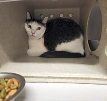Photo of Nova
