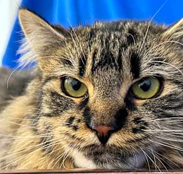 Photo of Jif - $20 SHY CAT SPECIAL