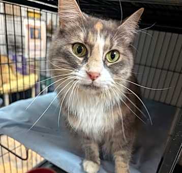 Photo of Muffin