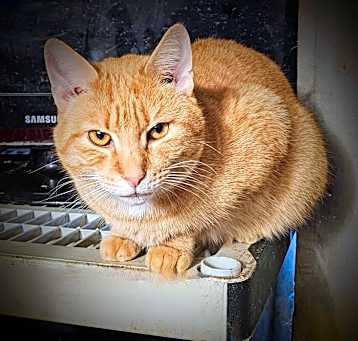 Photo of Charlie