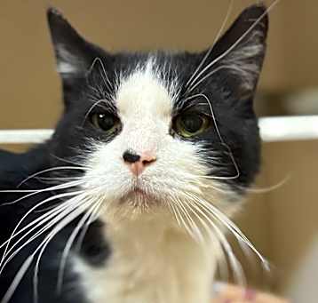 Photo of Gertie