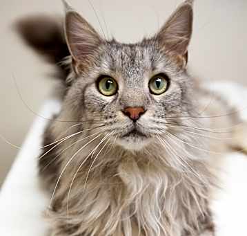 Photo of Aslan
