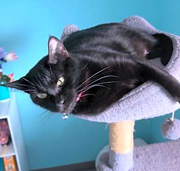 Photo of Stella (Elly)