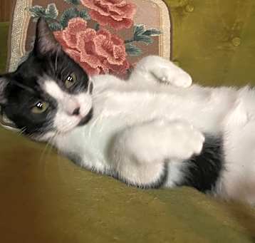 Photo of Suki