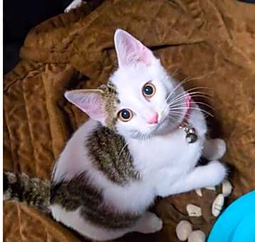 Photo of Scout
