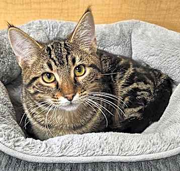 Photo of TABBY