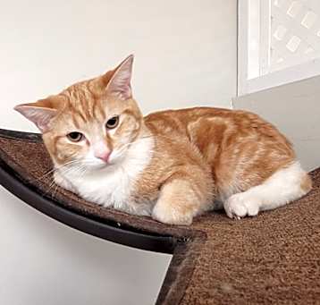 Photo of Socks