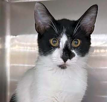 Photo of Jacko - Petsmart Plantation