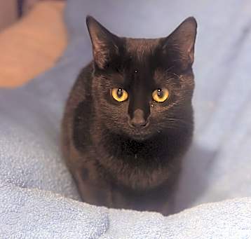 Photo of Sassy