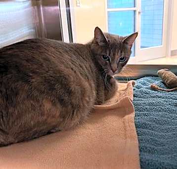Photo of EVANGELINE