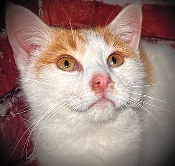 Photo of Georgie