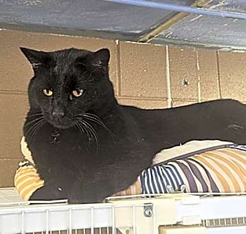 Photo of Black Panther