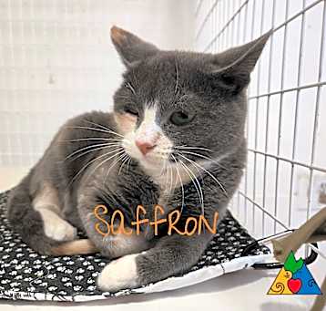Photo of Saffron