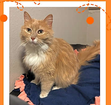 Photo of Peach