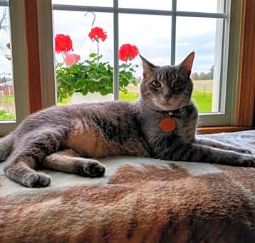 Photo of Copper