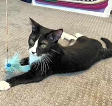 Photo of Tux
