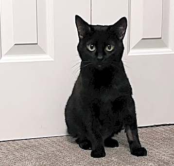 Photo of Midnight
