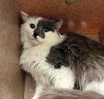 Photo of Vex