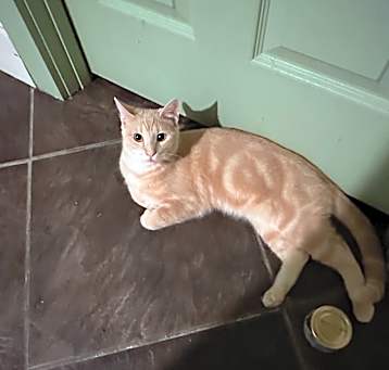 Photo of FIREBALL