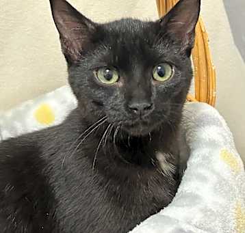 Photo of Tippy