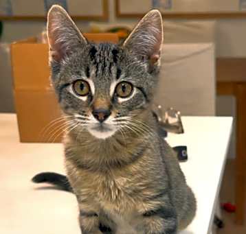 Photo of Winston