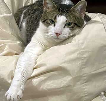 Photo of Lilli