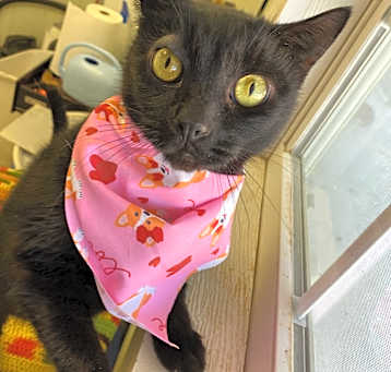 Photo of Knight