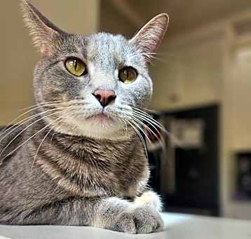 Photo of Nali