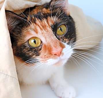 Photo of Jenny