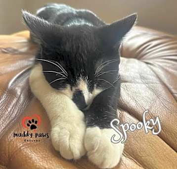 Photo of Spooky (Courtesy Post)