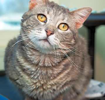 Photo of Benson