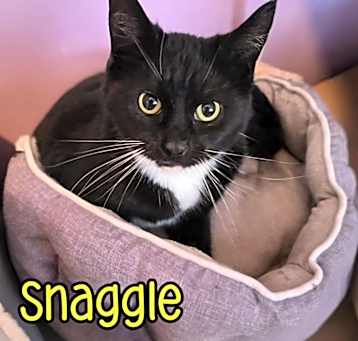Photo of Snaggle