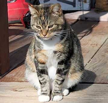 Photo of KitKat