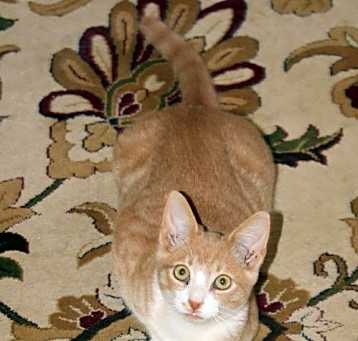 Photo of Twister