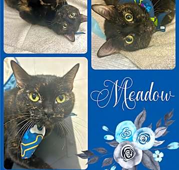 Photo of Meadow