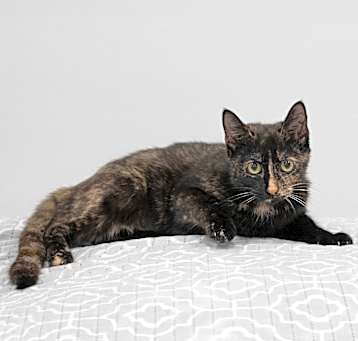 Photo of Electra