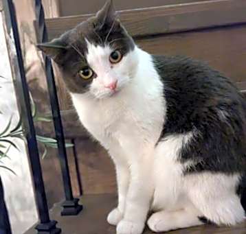 Photo of Smokey