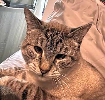 Photo of Thor