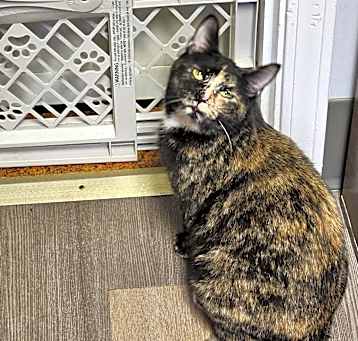 Photo of Cinnamon