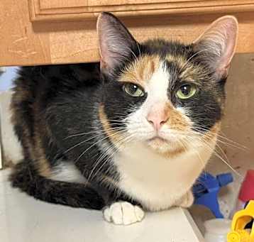 Photo of ATHENA