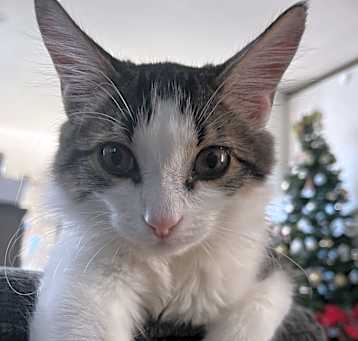 Photo of Hamlet