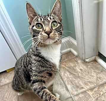 Photo of Maple