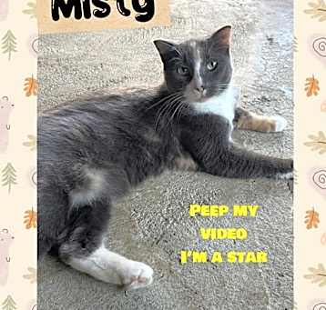 Photo of Misty *Cyd
