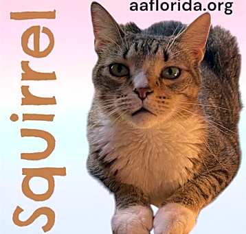 Photo of Squirrel *Cyd