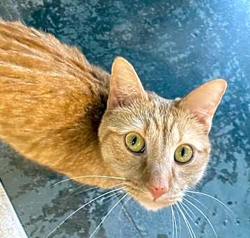 Photo of Mowgli