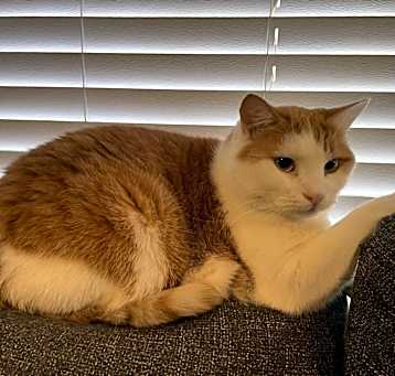Photo of Ozzie